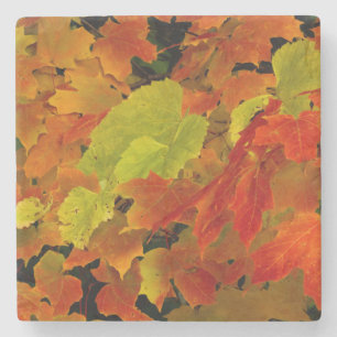 Dessous-de-verre En Pierre Parc d'État d'Itasca, couleurs d'automne