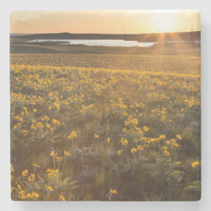 Dessous-de-verre En Pierre Parterre de fleurs sauvages de Balsamroot à feuill