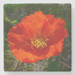 Dessous-de-verre En Pierre Pavot rouge de l'Alaska Fleur colorée