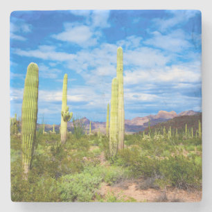 Dessous-de-verre En Pierre Paysage de cactus du désert, Arizona