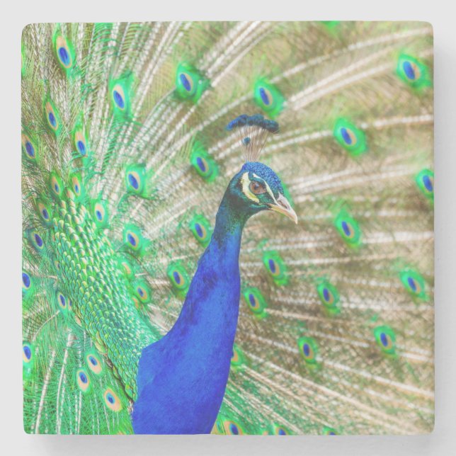 Dessous-de-verre En Pierre Peacock Plumage (Devant)