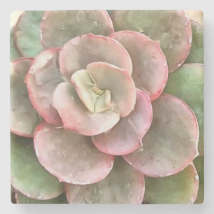Dessous-de-verre En Pierre Peinture acrylique Succulente Echeveria Cactus