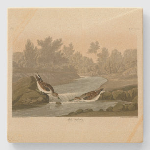 Dessous-de-verre En Pierre Petit bécasseau des oiseaux d'Amérique d'Audubon