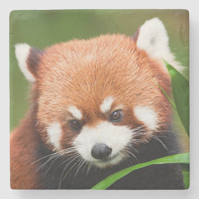Dessous-de-verre En Pierre Petit Panda Rouge (Devant)