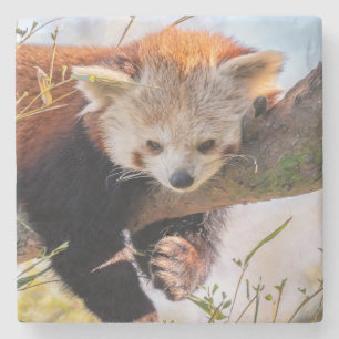 Dessous-de-verre En Pierre Petit panda rouge pâle