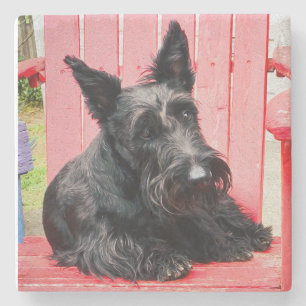Dessous-de-verre En Pierre Petit Scottie dans un grand fauteuil rouge