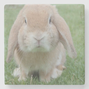 Dessous-de-verre En Pierre photo de lapin grave