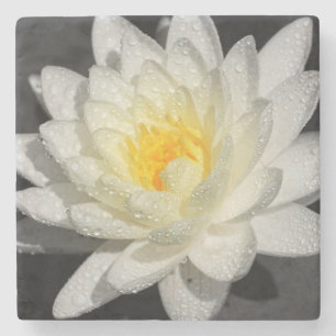 Dessous-de-verre En Pierre Photo White Water Lily