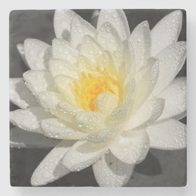 Dessous-de-verre En Pierre Photo White Water Lily (Devant)