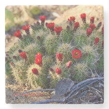 Photographie de Blooming Cactus par Ann Charles