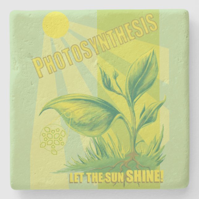 Dessous-de-verre En Pierre Photosynthèse (Devant)