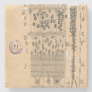 Dessous-de-verre En Pierre Piles Dessin Oeil Retina Santiago Ramon Y Cajal