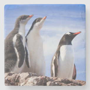 Dessous-de-verre En Pierre Pingouins en Antarctique