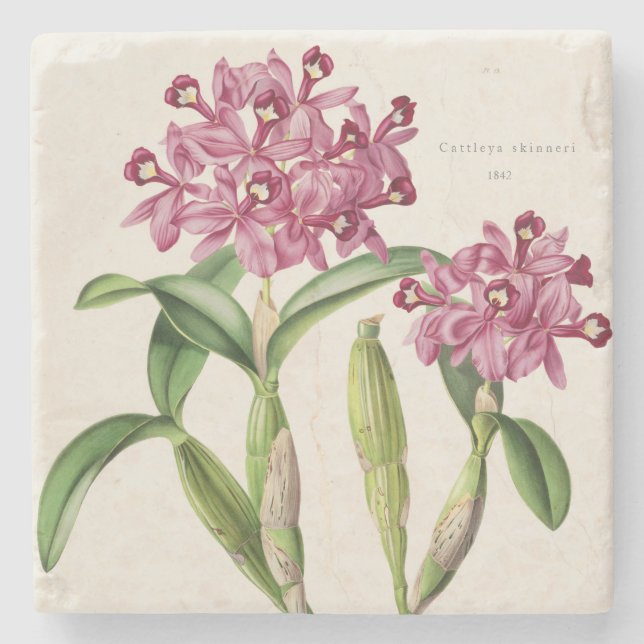 Dessous-de-verre En Pierre Pink Orchid Central American Cattleya skinneri sur (Devant)