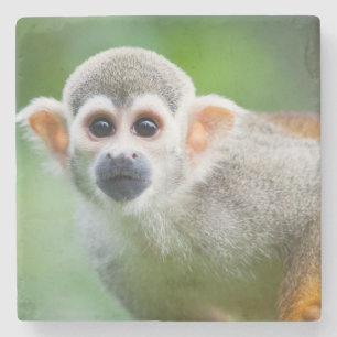 Dessous-de-verre En Pierre Plan rapproché d'un singe-écureuil commun