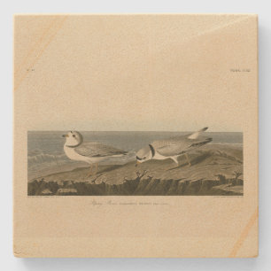 Dessous-de-verre En Pierre Pluvier siffleur des oiseaux d'Amérique d'Audubon