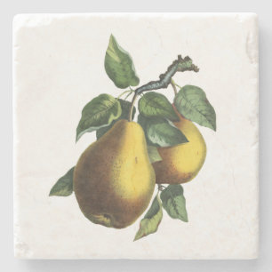 Dessous-de-verre En Pierre Poire botanique vintage