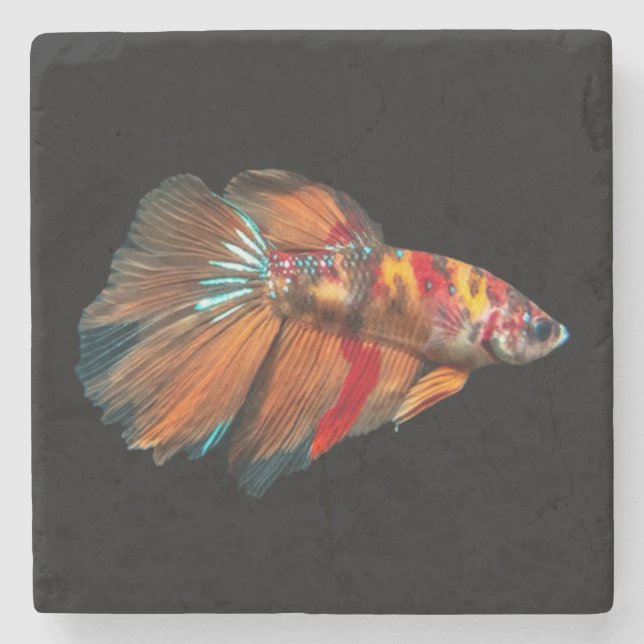 Dessous-de-verre En Pierre Poisson Betta demi-lune (Devant)