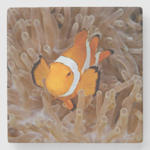 Dessous-de-verre En Pierre Poisson-clown - Molokai, falaise de la côte nord