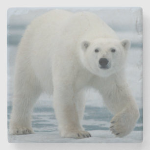 Dessous-de-verre En Pierre Polar Bear, Ursus Maritimus, Adult