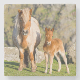 Dessous-de-verre En Pierre Poney Shetland dans un pâturage près de hautes fal