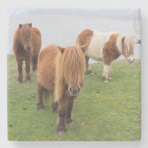 Dessous-de-verre En Pierre Poney Shetland dans un pâturage près de hautes fal