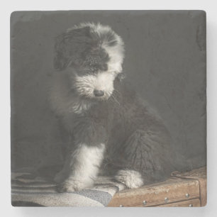 Dessous-de-verre En Pierre Portrait de chiot de queue écourtée dans le stud