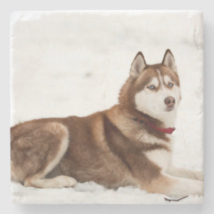 Dessous-de-verre En Pierre Portrait de Cute Sibérien Husky