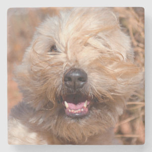 Dessous-de-verre En Pierre Portrait de Terrier Wheaten à poil doux
