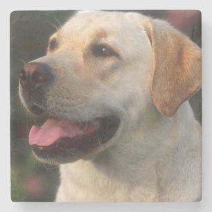 Dessous-de-verre En Pierre Portrait du Labrador Retriever, Hilton