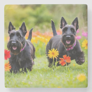 Dessous-de-verre En Pierre Prêter des Terriers écossais dans l'herbe et les f