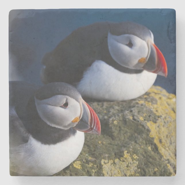 Dessous-de-verre En Pierre Puffin atlantique (Fratercula arctica) 7 (Devant)