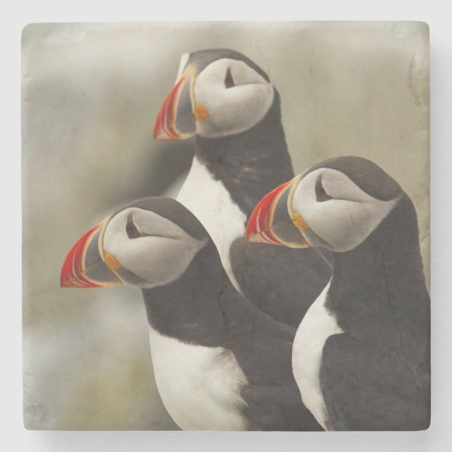 Dessous-de-verre En Pierre Puffins de l'Atlantique sur l'île des phoques Mach (Devant)