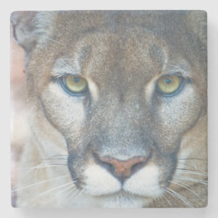 Dessous-de-verre En Pierre Puma, cougar, panthère de Floride, Puma