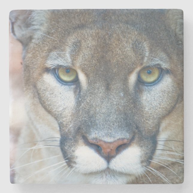 Dessous-de-verre En Pierre Puma, cougar, panthère de Floride, Puma (Devant)