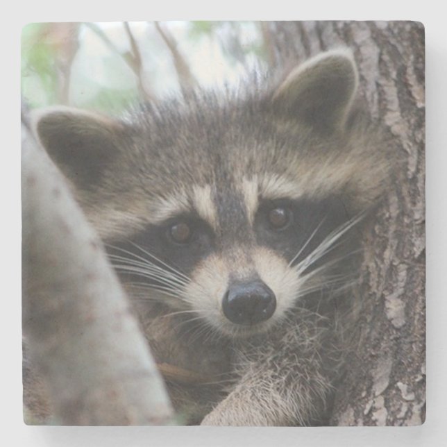 Dessous-de-verre En Pierre Racoon (Devant)