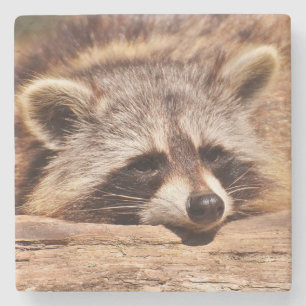 Dessous-de-verre En Pierre Racoon