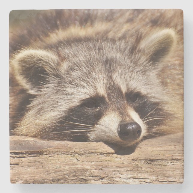 Dessous-de-verre En Pierre Racoon (Devant)