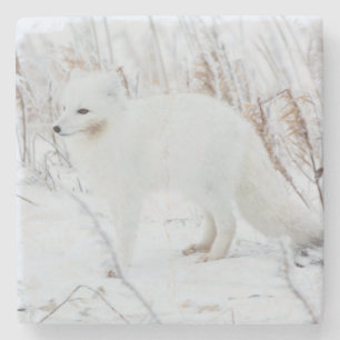 Dessous-de-verre En Pierre Renard Arctique