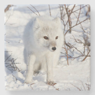 Dessous-de-verre En Pierre Renard Arctique, Zone de gestion de la faune de Ch