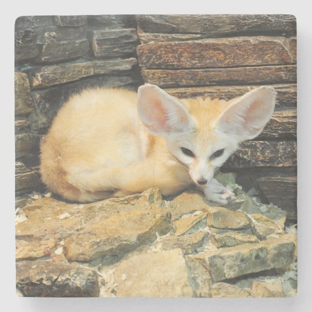Dessous-de-verre En Pierre Renard mignon de fennec (Devant)