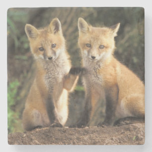 Dessous-de-verre En Pierre Renardeau renard roux devant terrier Vulpes vulpes