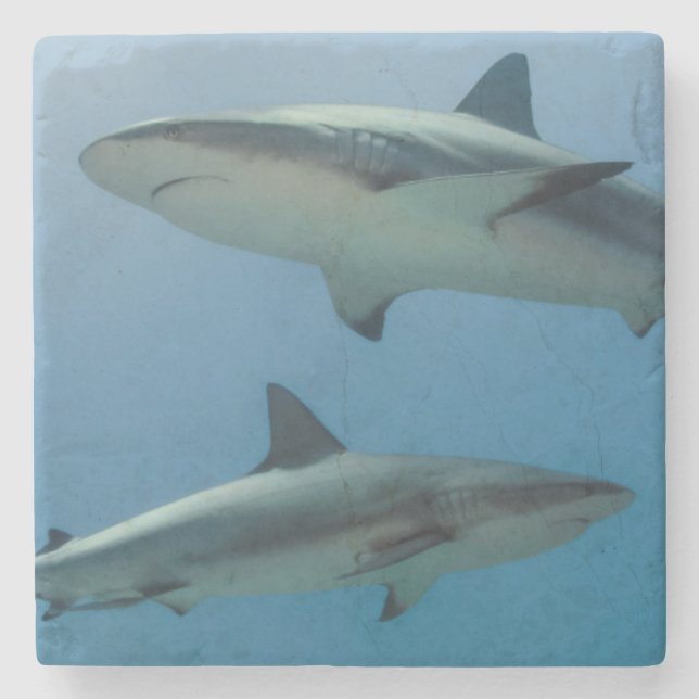 Dessous-de-verre En Pierre Requin des récifs des Caraïbes (Devant)