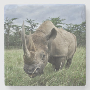 Dessous-de-verre En Pierre Rhinoceros noirs   Kenya