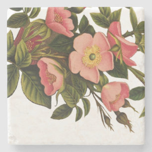 Dessous-de-verre En Pierre Roses Anciennes Jolies Roses Botaniques Roses