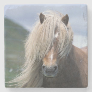Dessous-de-verre En Pierre Royaume-Uni, Écosse, îles Shetland, poney Shetland