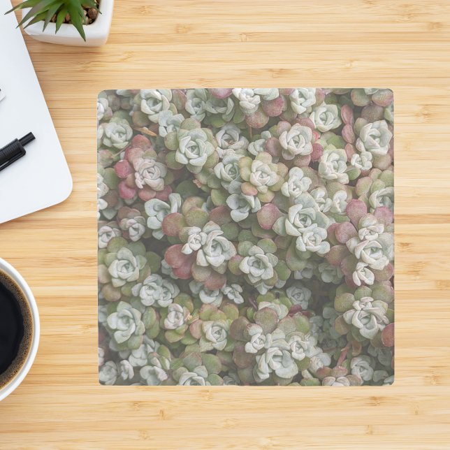 Dessous-de-verre En Pierre Sedum Spathulifolium Succulents Floral (In Situ)