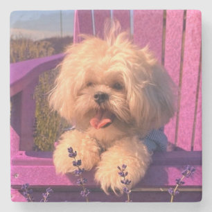 Dessous-de-verre En Pierre Shih Tzu Jouet Chiot Mignon et Fluffy, Chien Heure