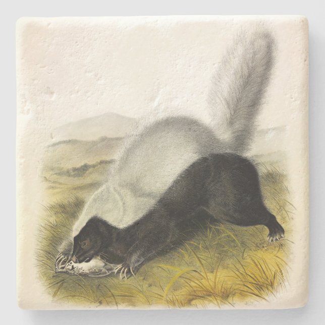 Dessous-de-verre En Pierre Skunk (Texan Skunk) Audubon's Quadrupeds (Devant)