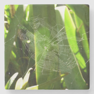 Dessous-de-verre En Pierre Spiderweb dans Tropical Leaves Nature